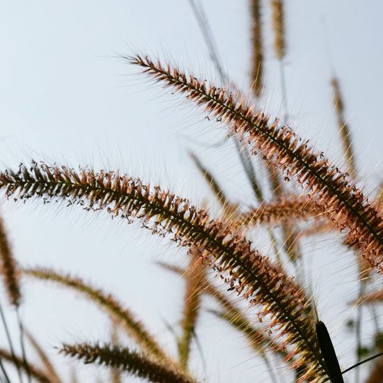 Close-up of spiked plant