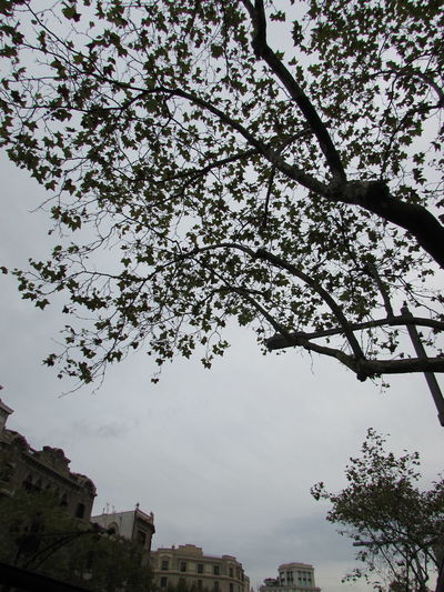 Low angle view of cherry tree by buildings against sky