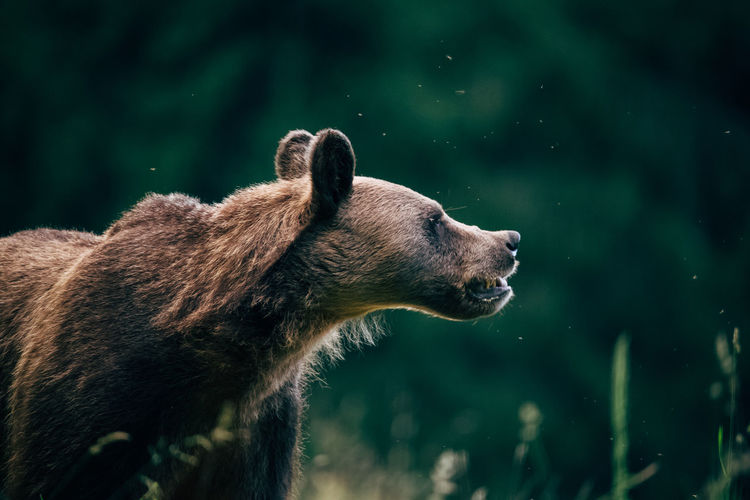 Bear looking away in forest