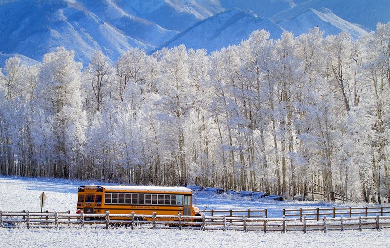 School bus passing through snowy landscape and trees