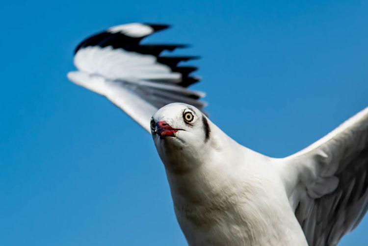 Portrait of seagull flying on the blue sky