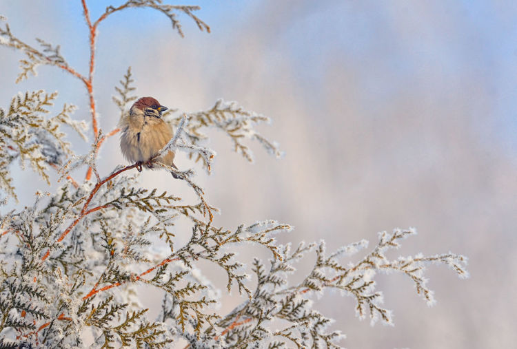 Bird perching on bare tree