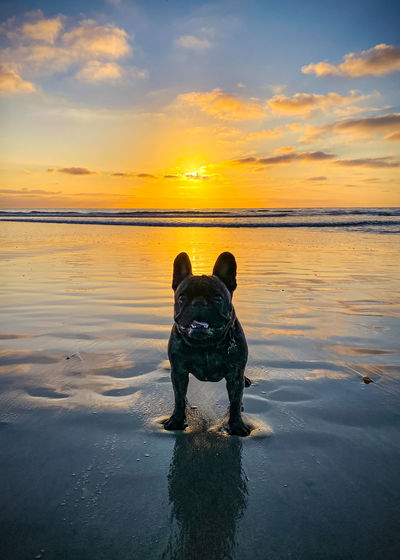 French bulldog on beach against sky during sunset