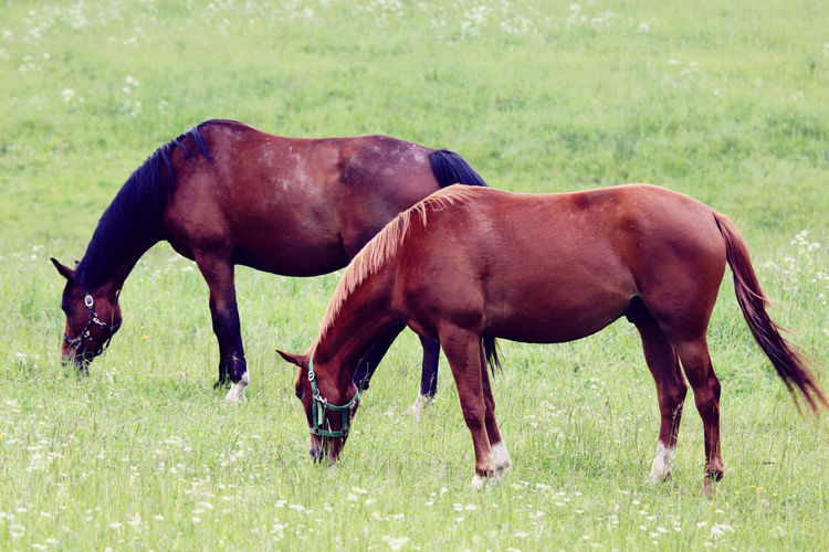 Side view of two horses grazing on field