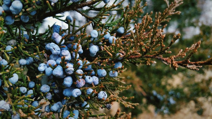 Close-up of juniper berries growing on tree