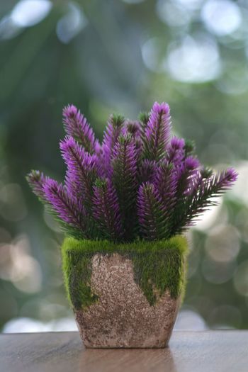 Close-up of purple flowering plant on table