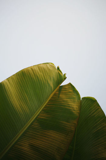 Low angle view of banana leaf on plant against sky