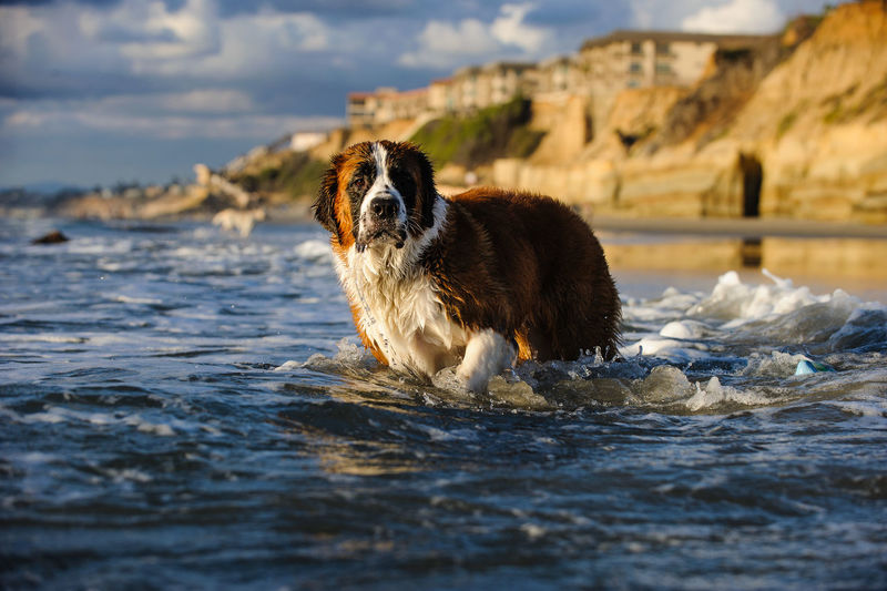 Dog in water against sky