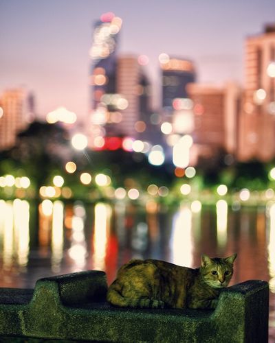 Cat relaxing in city at night