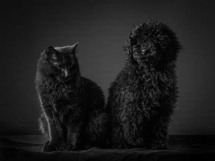 Dog sitting against black background