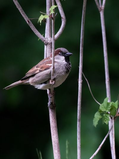 Close-up of bird perching on branch
