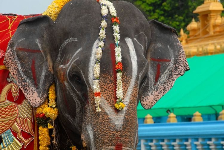Floral garland on elephant at temple