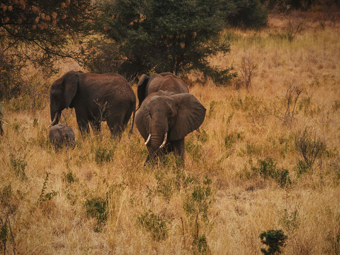 A herd of african elephants - loxodonta africana, at meru national park, kenya