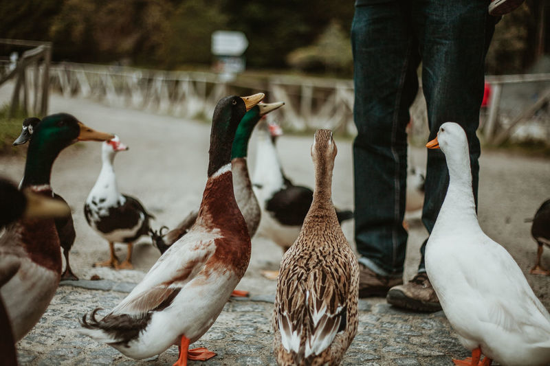 Low section of man standing by ducks on walkway