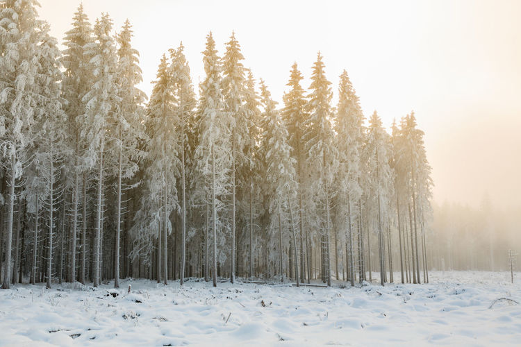 Spruce forest in a cutting area in the winter