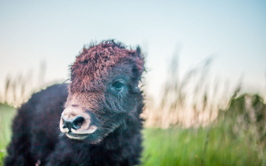 Portrait of calf on field against clear sky