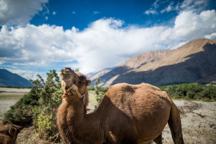 Camel on field against sky