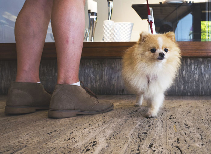 Low section of man standing by pomeranian on floor