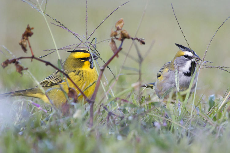 Close-up of birds perching on grassy field