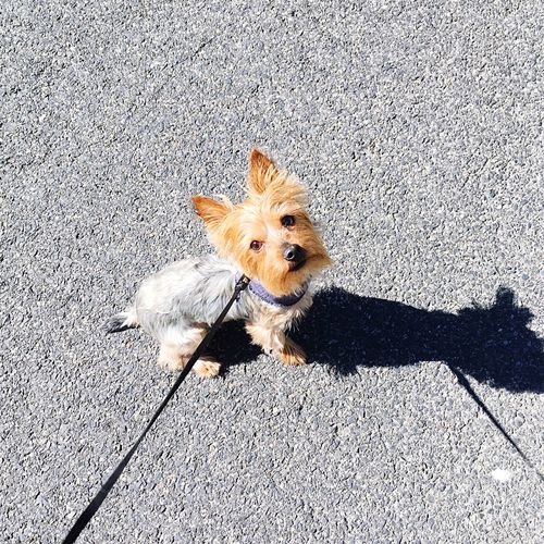 High angle portrait of dog