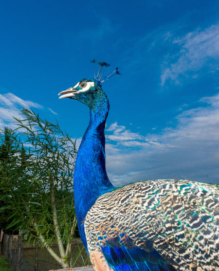 View of peacock against blue sky