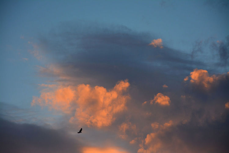 Low angle view of silhouette bird flying during sunset
