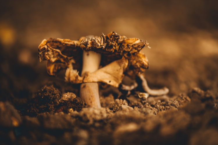 Close-up of damaged mushroom on field