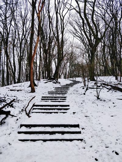Bare trees on snow covered stairs up a hill