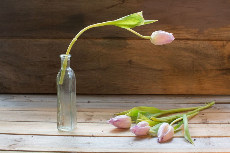 Tulips with vase on table
