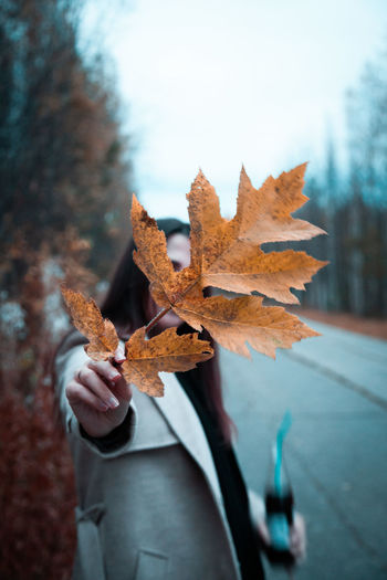 Close-up of hand holding maple leaves