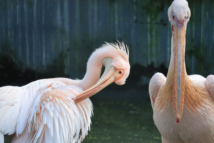 Portrait of white two pelicans on the branch in the zoo, out door water birds, pelican images