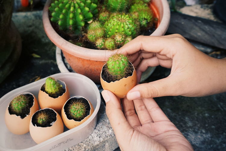 Midsection of person holding potted cactus on the eggshell