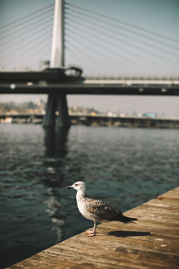Seagull perching on a bridge