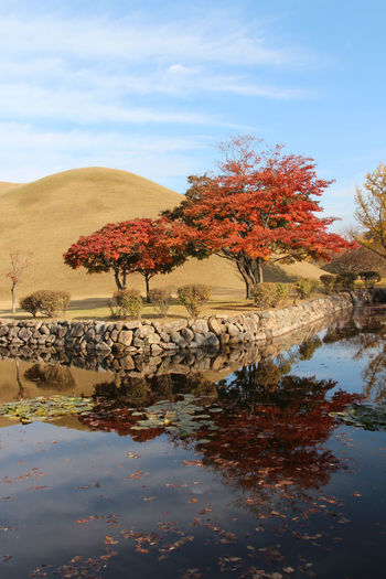 Autumn view of daereungwon royal tomb park with the blue sky in gyeongju, soutn korea