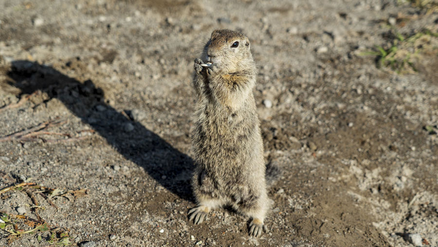 Evrazhka, an american ground squirrel. kamchatka, russia