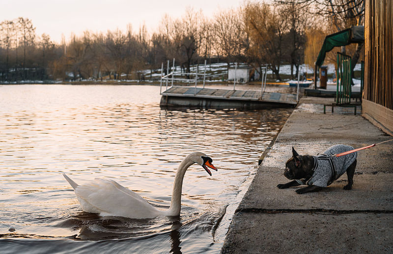 View of french bulldog and swan swimming in lake