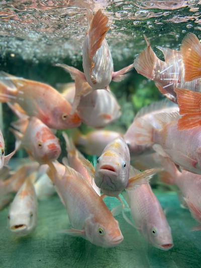 Close-up of fish swimming in aquarium