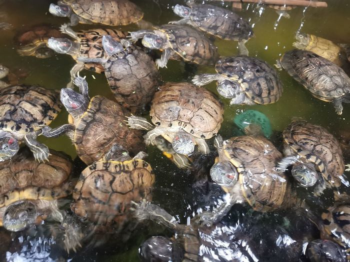 High angle view of turtles in a lake