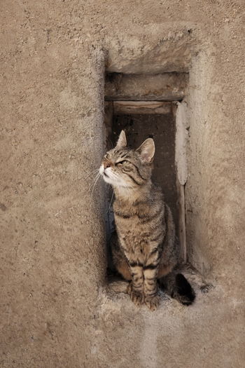 Cat looking up while sitting on niche