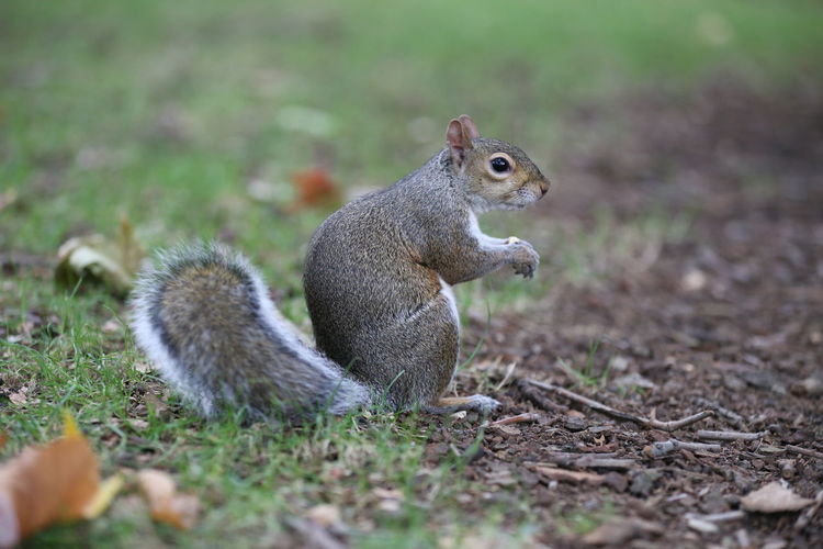 Squirrel on a field, hungry fella 
