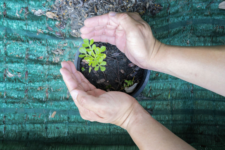 Top view of a man holding green seedlings on the soil space for text