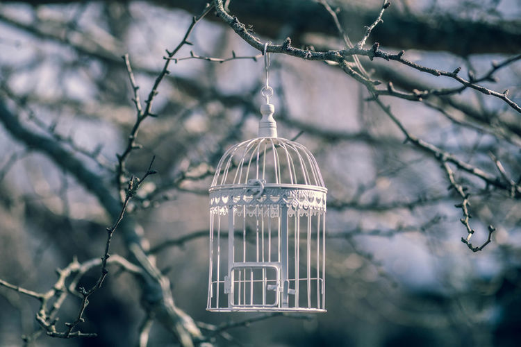 Close-up of hanging birdcage on tree