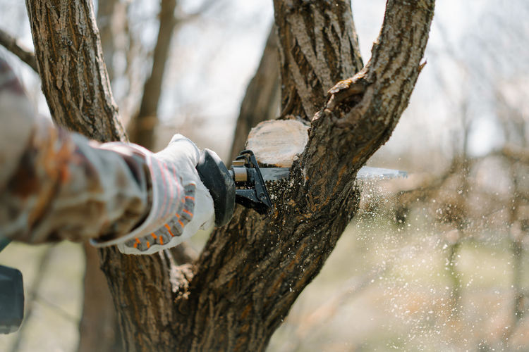 Close-up of hand in protective workwear sawing a tree trunk with a hand saw