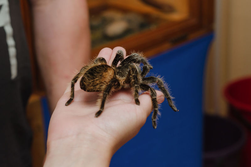 Tarantula spider sitting on hand