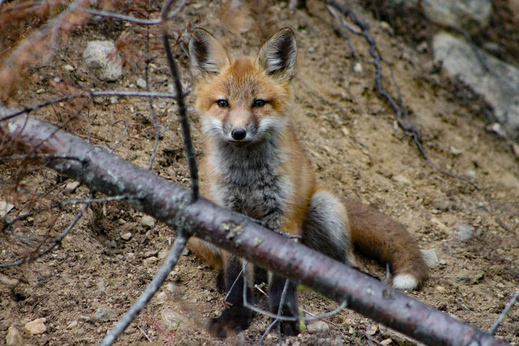 Red fox ...while waiting for mom with the meal we relax...