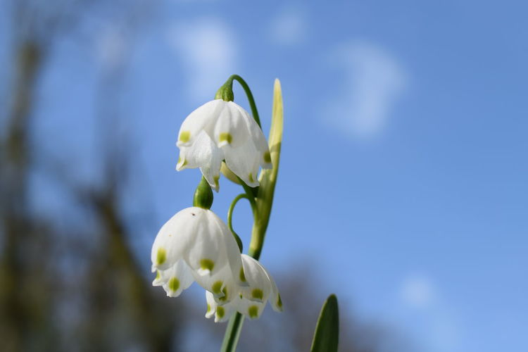 Close-up of white flowering plant