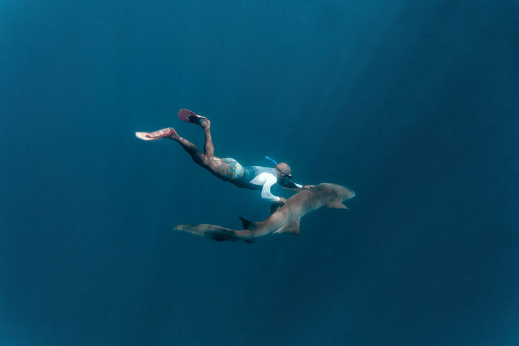 Man touching nurse shark while swimming in deep blue sea