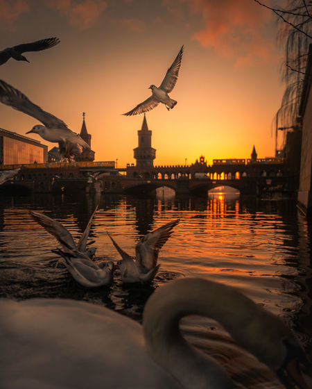 View of seagulls at waterfront during sunset