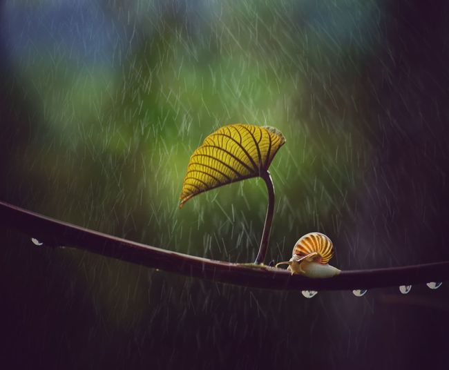 Snail in the forest