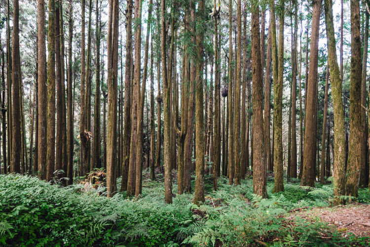 Trees growing in forest